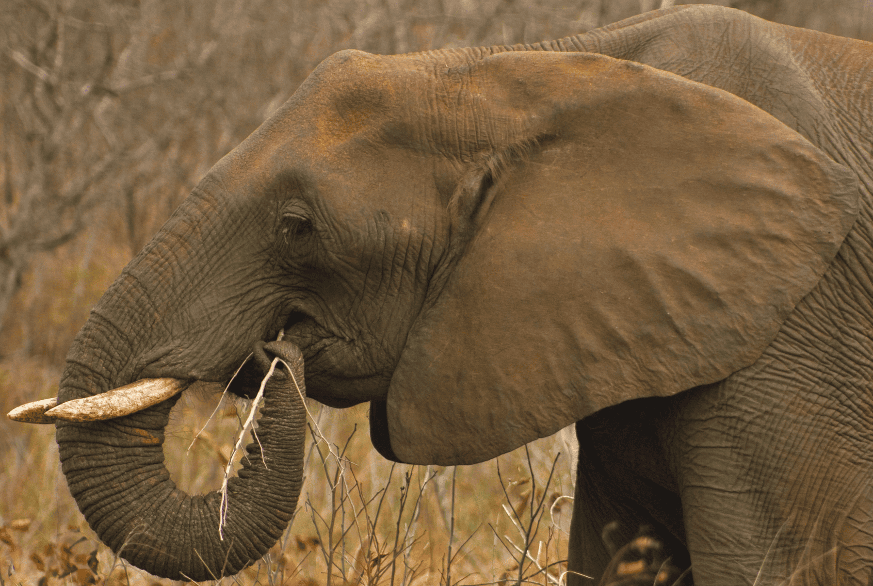 Elephant